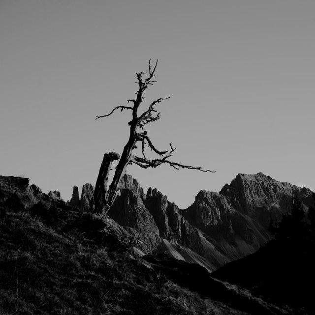 Tree with Kalkkoegel in the Background